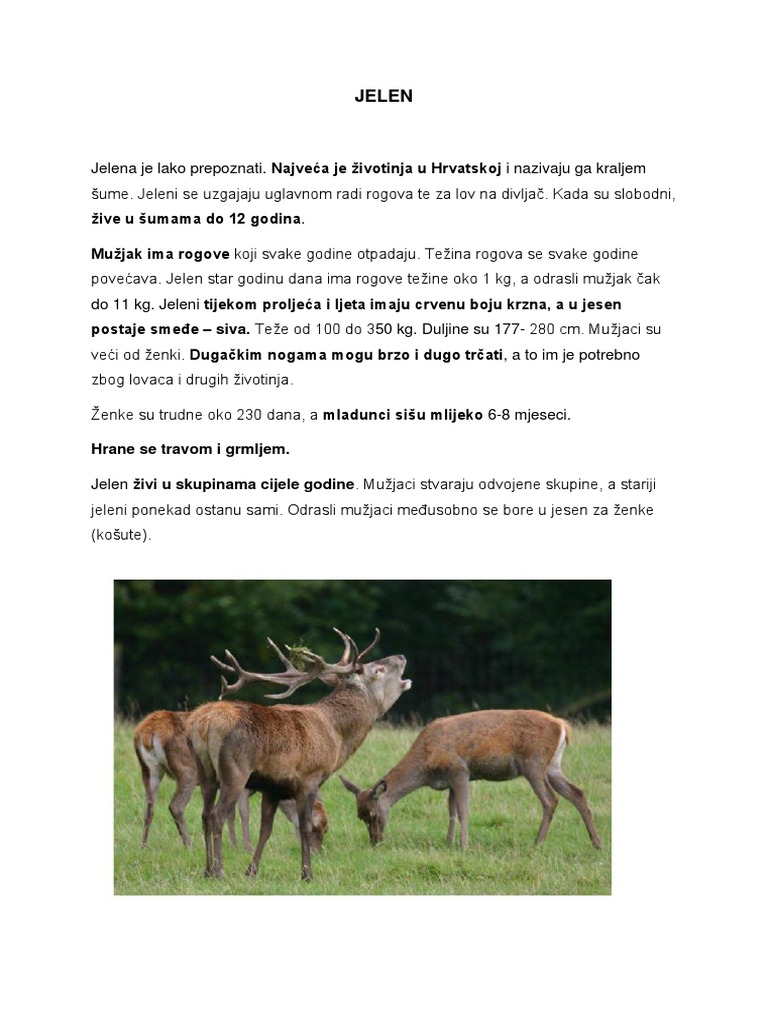 JELEN | PDF