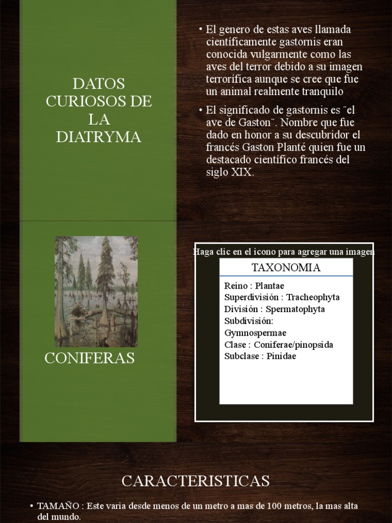 Datos Curiosos sobre Diatryma y Coníferas | PDF | Hogar, jardinería y  bricolaje | Ciencia y matemáticas