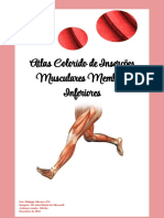 Atlas de Inserções Musculares Membros Inferiores