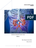 Anatomia Sistemului Excretor La Om