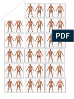 Imagenes Del Sistema Locomotor