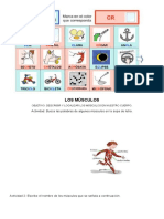 Músculos del cuerpo humano: localización y ejercicios