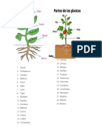 Gorila Plantas