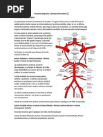 Anatomía y vascularización de la AICA | PDF | Anatomía humana | Anatomía