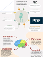 SNC y SNP: Características y funciones