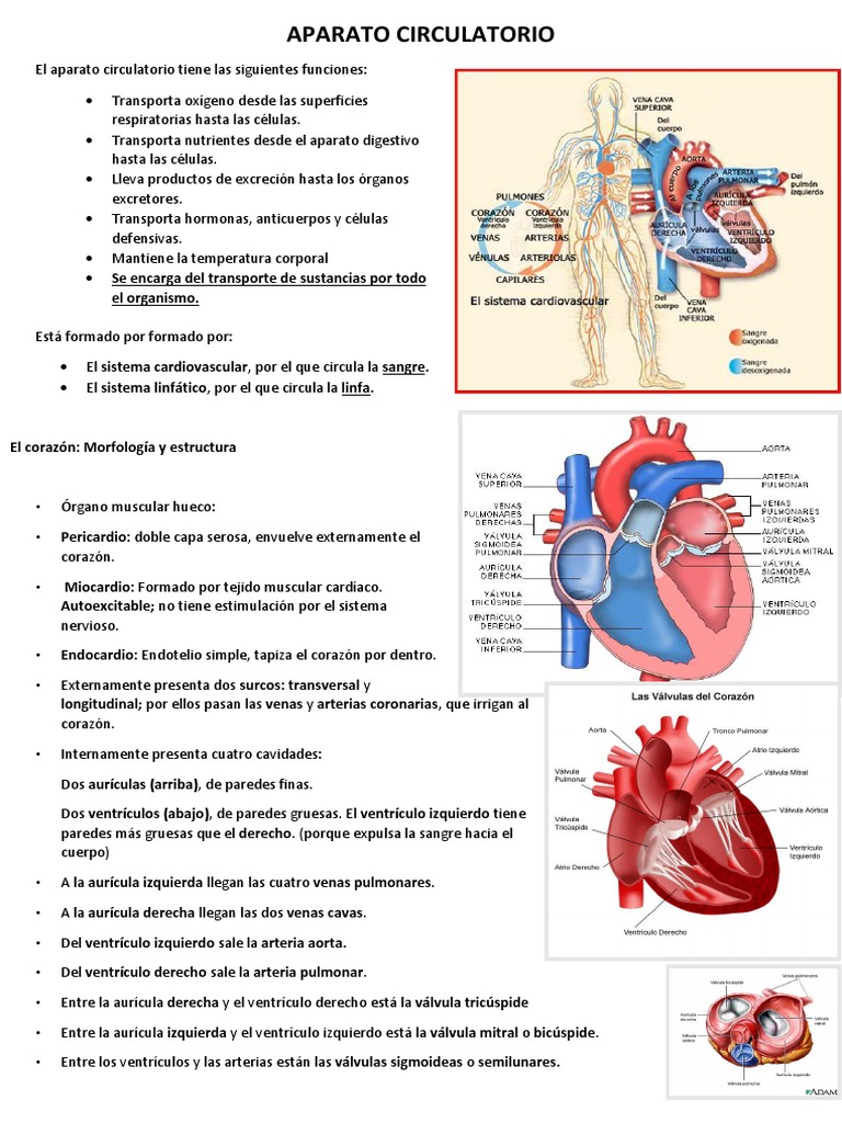 Resumen Sistema Circulatorio Pdf