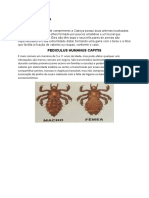 Morfologia: Pediculus Humanus Capitis