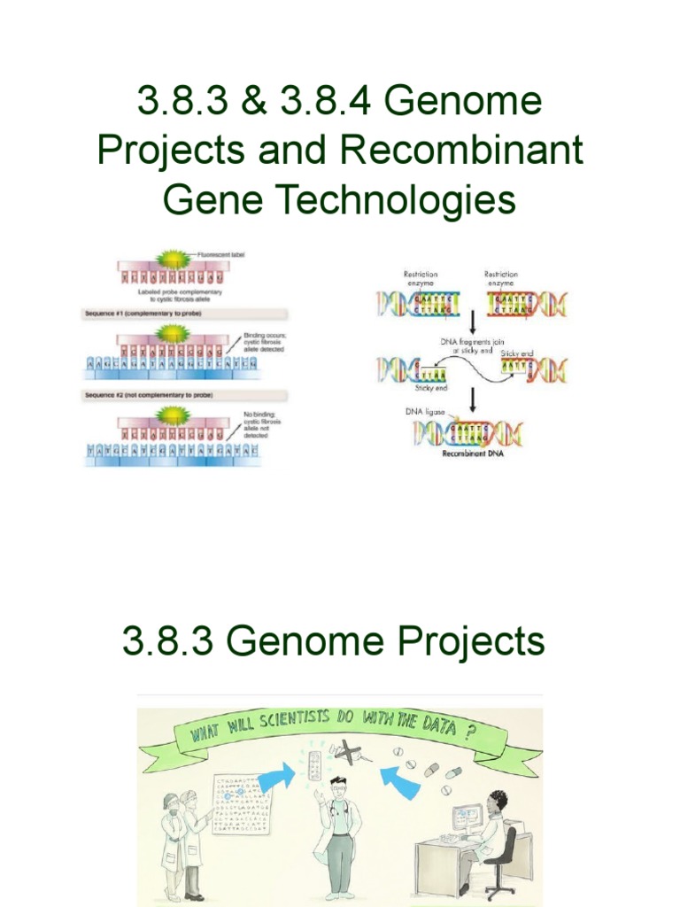 3.8.3 & 3.8.4 Genome Projects and Recombinant Gene Technologies | PDF