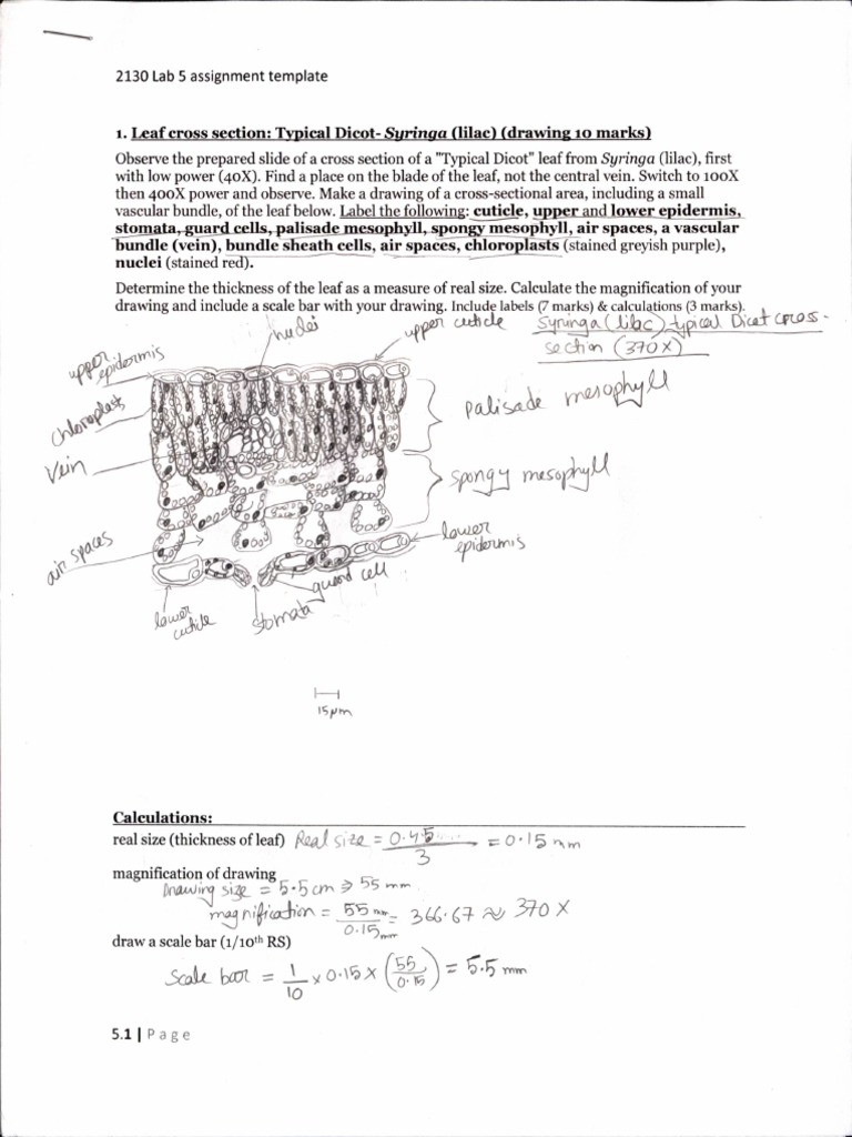 2130 cell bio lab assignment 5 PDF