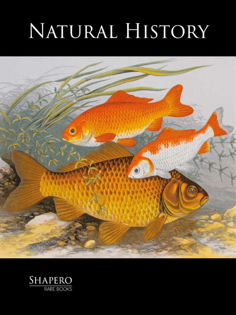 Willughby's Ornithology Illustrations | PDF