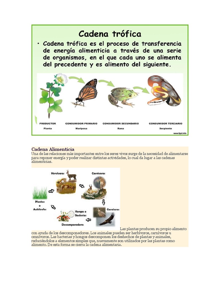 Cadena Alimenticia O TROFICA | PDF