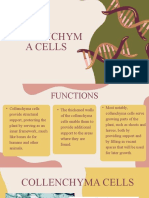 Collenchyma Cell