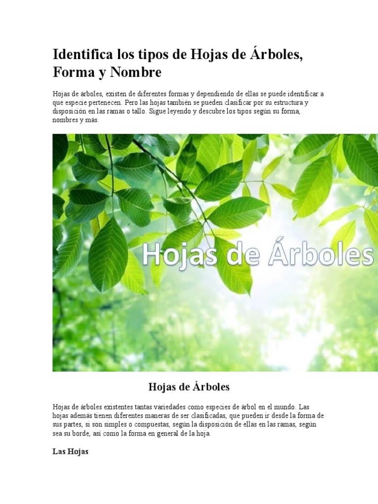 tipos-y-nombres-de-hojas-de-rboles-pdf-hoja-arboles