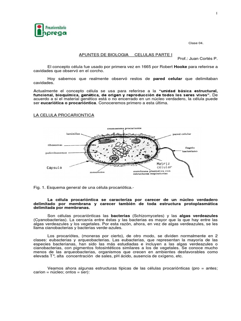 Estructura y Función de Células Procarióticas | PDF | Las bacterias ...