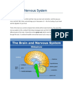 Brain and Nervous System