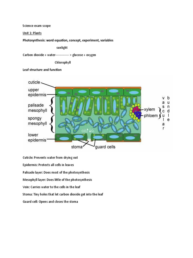 Photosynthesis Word Equation, Concept, Experiment, Variables Sunlight