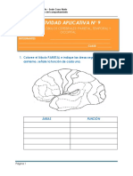 Actividad Aplicativa #9: Sesión #9: Lóbulos Cerebrales: Parietal, Temporal Y Occipital