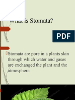 What Is Stomata