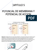 Capitulo 5: Potencial de Membrana Y Potencial de Accion