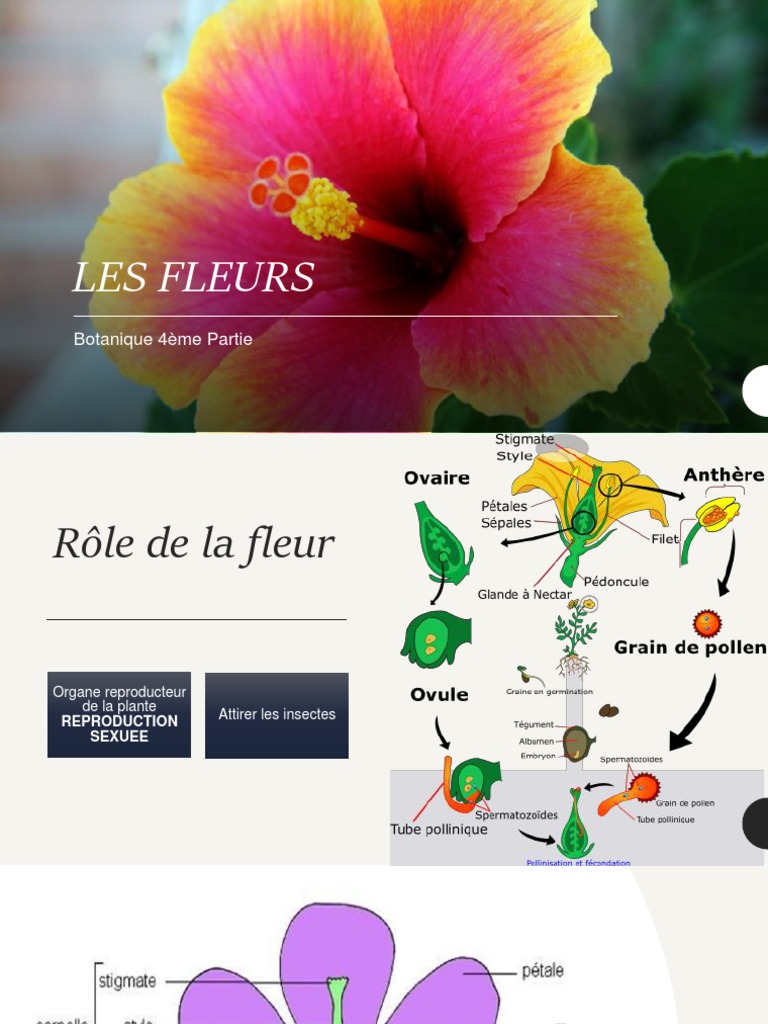 Anatomie et Pollinisation des Fleurs | PDF | Fleurs | Pollinisation
