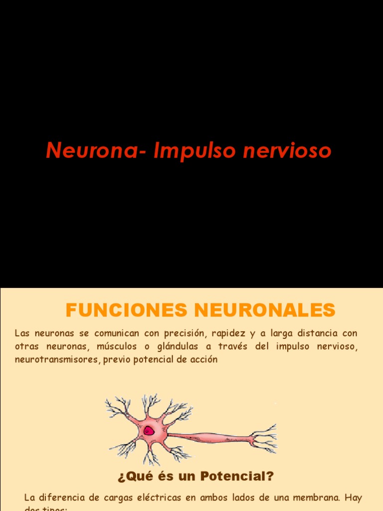 Impulso Nervioso y Sinapsis Neuronal | PDF | Sinapsis | Potencial de acción