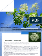 Plantas Medicinales