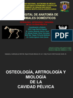 Osteologia, Artrologã A y Miologia de Pelvis Modificada