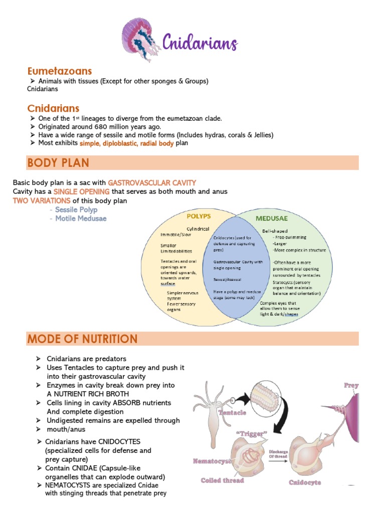 Body Plan Eumetazoans PDF Sponge Organisms