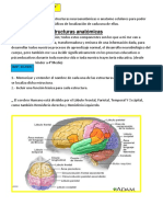 Estructuras Anatómicas: - El Cerebro Humano Está Dividido Por El Lóbulo Frontal, Parietal, Temporal Y Occipital