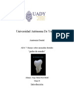 ADA7, Ensayo Anatomia Dental, Pech Mutul Jorge Julian