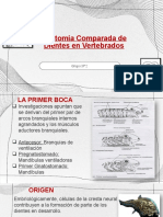 Anatomia Comparada de Dientes en Vertebrados