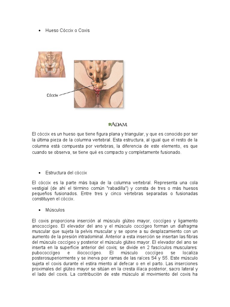 Hueso Cóccix o Coxis | PDF | Pelvis | La columna vertebral