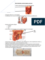 ANATOMIA FUNCIONAL - Intestino Delgado y Pancreas