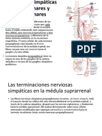 Neurona Posganglionar, A Diferencia de La