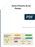 BIOL 270 Clase 5 - Metabolismo Primario