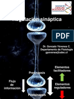 Regulación Sináptica: Dr. Gonzalo Yévenes C. Departamento de Fisiología Gyevenes@udec - CL