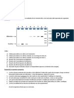 Activ. Integ Finaltarea Western Blot (Unidad 4)