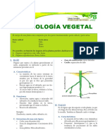 ORGANOGRAFIA_VEGETAL