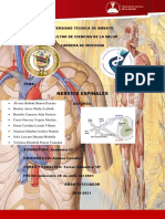 Práctica Grupal #4 - Nervios Espinales