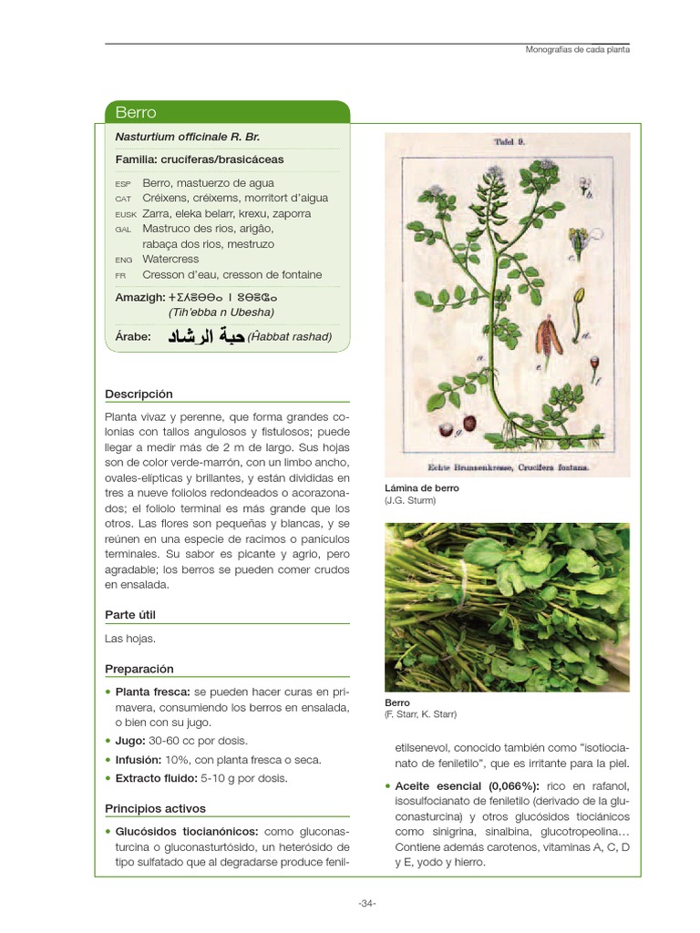 Berro: Nasturtium Officinale R. BR | PDF | Medicina CLINICA ...