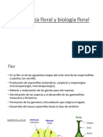 3 Morfología Biología Floralv 2
