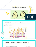 Matriz Extracelular Uni