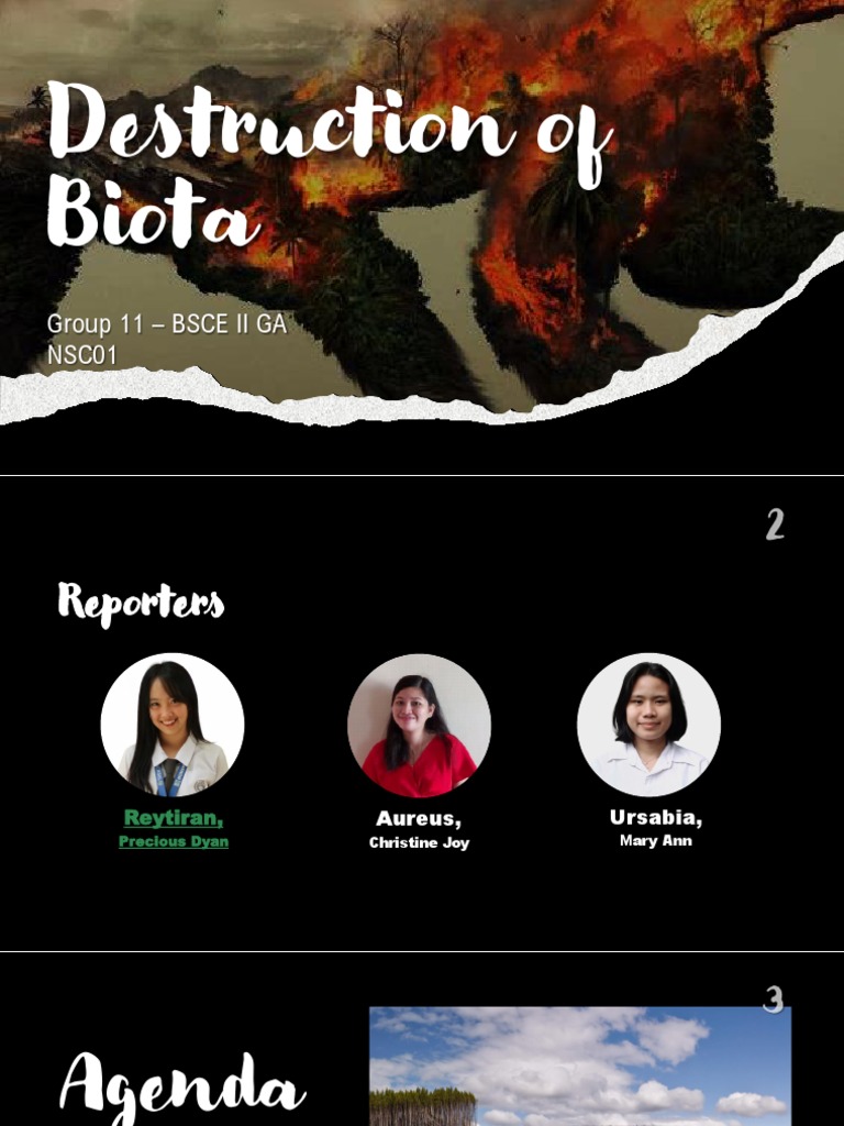 Group 11 DESTRUCTION OF BIOTA PDF Habitat Destruction Sea Turtle