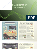 Estructura I Dinàmica Dels Ecosistemes