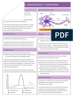 6.5 Neurons & Synapses