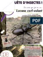 Lucane Cerf Volant