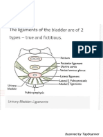 Abdomen and Pelvis Diagrmarams 