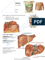 FIL ADD: Anatomia Del Higado