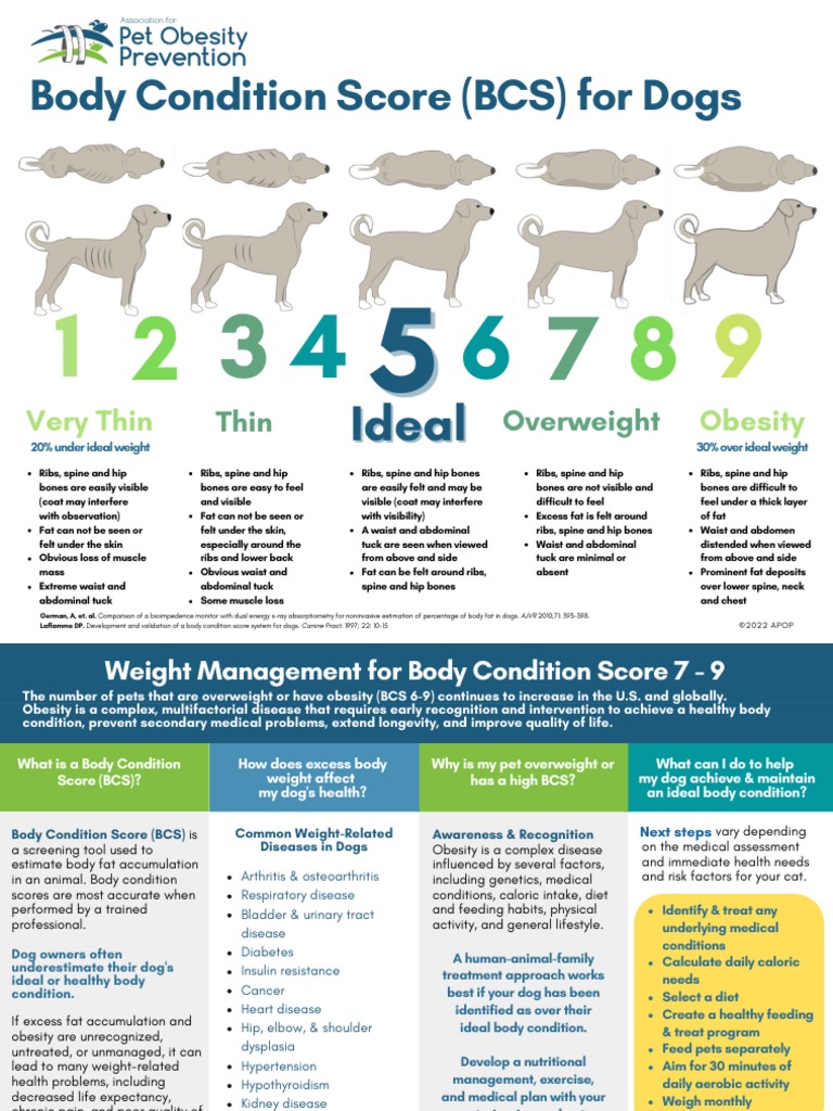 Body Condition Score For Dogs and Cats PDF Obesity Abdomen