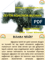 Zeytin Ağacinda Budama: Özgür Dursun Ziraat Yüksek Mühendisi